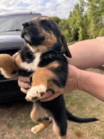 Female Puppy #2, a female Australian Shepherd and Bloodhound for sale in Mount Gilead, NC – 2 of 4