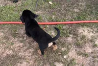 Male Puppy #3, a male Australian Shepherd and Bloodhound for sale in Mount Gilead, NC – 3 of 5