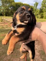 Male Puppy #4, a male Australian Shepherd and Bloodhound for sale in Mount Gilead, NC – 3 of 5