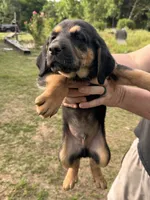 Male Puppy #3, a male Australian Shepherd and Bloodhound for sale in Mount Gilead, NC – 2 of 5