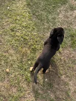 Female Puppy #1, a female Australian Shepherd and Bloodhound for sale in Mount Gilead, NC – 4 of 5