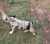 Male puppy # 1, a male Australian Shepherd and Bloodhound for sale in Mount Gilead, NC – 5 of 5