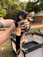 Female Puppy #1, a female Australian Shepherd and Bloodhound for sale in Mount Gilead, NC – 2 of 5