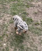 Male puppy #2, a male Australian Shepherd and Bloodhound for sale in Mount Gilead, NC – 3 of 5