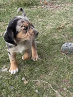Male puppy # 1, a male Australian Shepherd and Bloodhound for sale in Mount Gilead, NC – 3 of 5
