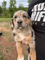 Male puppy # 1, a male Australian Shepherd and Bloodhound for sale in Mount Gilead, NC – 1 of 5