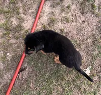 Male Puppy #3, a male Australian Shepherd and Bloodhound for sale in Mount Gilead, NC – 4 of 5