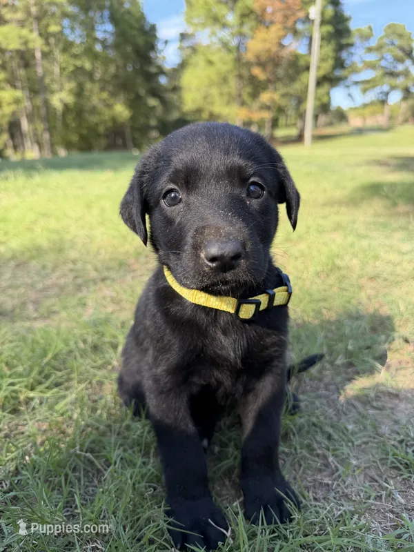 Kimber – Labrador Retriever puppy for sale in Center, TX