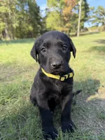 Kimber, a female Labrador Retriever for sale in Center, TX – 1 of 1