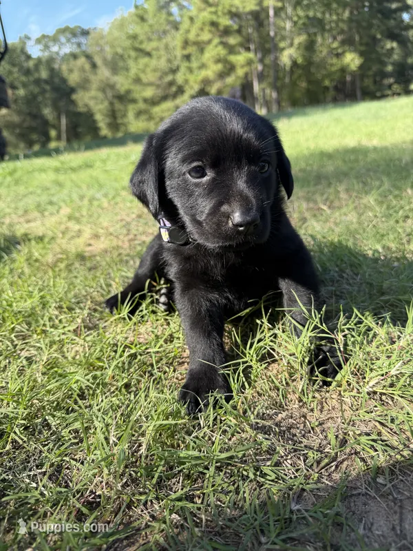 Beauty – Labrador Retriever puppy for sale in Center, TX