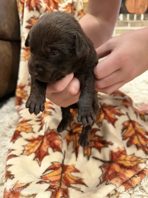 Hunter – Labrador Retriever puppy for sale in Center, TX