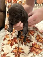 Hunter, a male Labrador Retriever for sale in Center, TX – 1 of 1