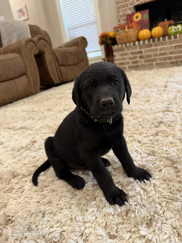 Shadow – Labrador Retriever puppy for sale in Center, TX