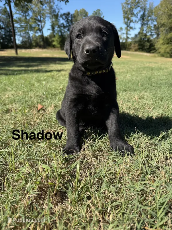 Shadow – Labrador Retriever puppy for sale in Center, TX