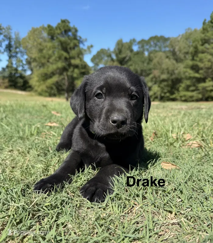 Drake  – Labrador Retriever puppy for sale in Center, TX