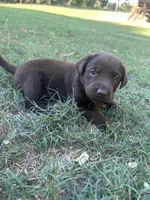 Silly, a female Labrador Retriever for sale in Center, TX – 1 of 1