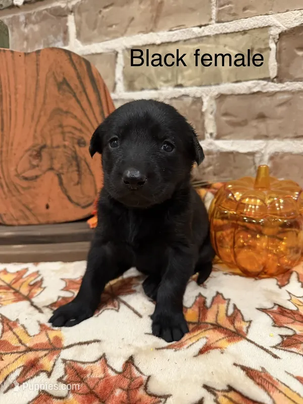 Beauty – Labrador Retriever puppy for sale in Center, TX