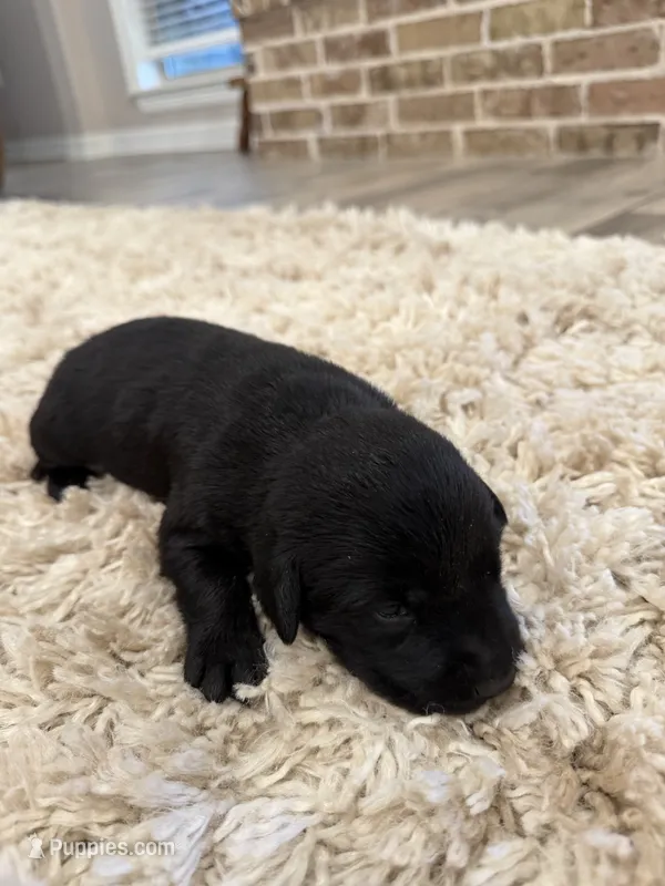 Drake  – Labrador Retriever puppy for sale in Center, TX