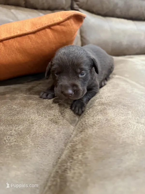 Hershey – Labrador Retriever puppy for sale in Center, TX