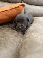 Hershey, a female Labrador Retriever for sale in Center, TX – 1 of 1