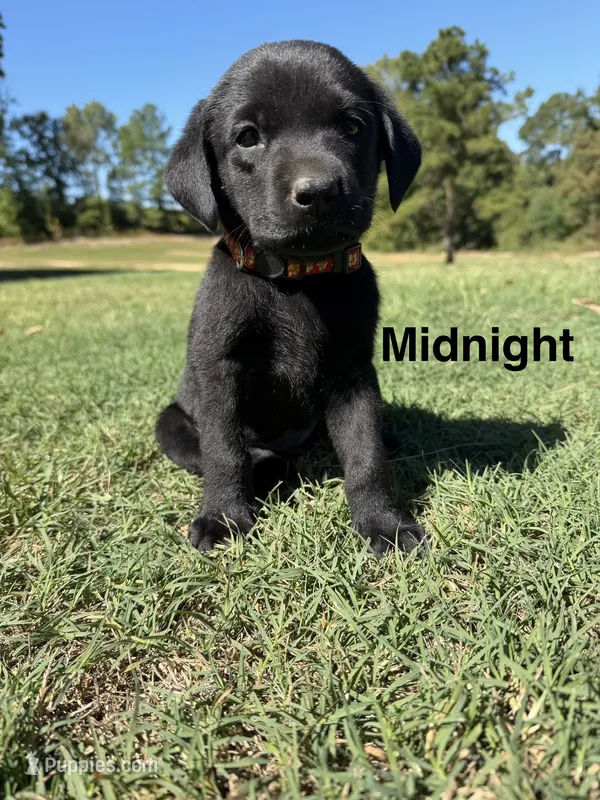 Midnight – Labrador Retriever puppy for sale in Center, TX