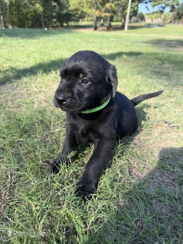 Drake  – Labrador Retriever puppy for sale in Center, TX