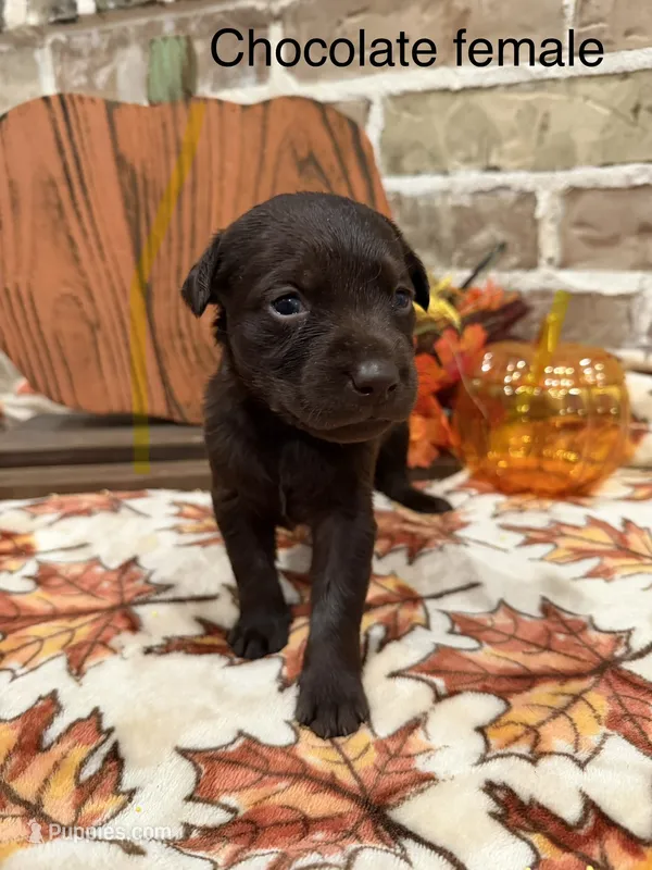 Hershey – Labrador Retriever puppy for sale in Center, TX
