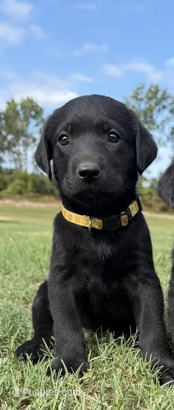 Pepper – Labrador Retriever puppy for sale in Center, TX