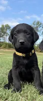 Pepper, a female Labrador Retriever for sale in Center, TX – 1 of 1