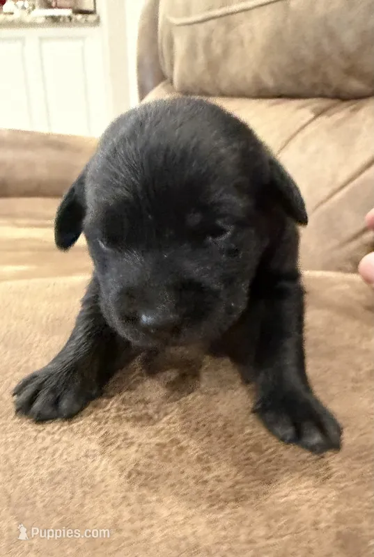 Beauty – Labrador Retriever puppy for sale in Center, TX