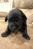 Beauty, a male Labrador Retriever for sale in Center, TX – 1 of 1