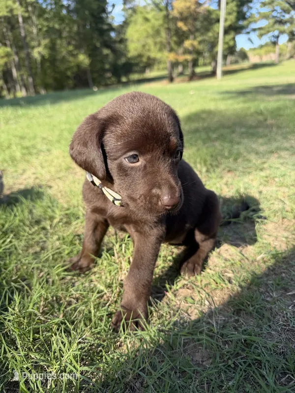 Cocoa – Labrador Retriever puppy for sale in Center, TX