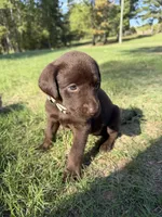 Cocoa, a female Labrador Retriever for sale in Center, TX – 1 of 1