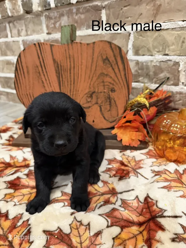 Drake  – Labrador Retriever puppy for sale in Center, TX