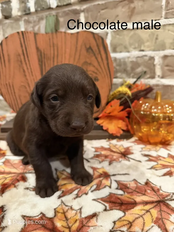 Hunter – Labrador Retriever puppy for sale in Center, TX