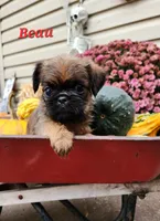 Beau, a male Brussels Griffon for sale in Badger, IA – 3 of 3