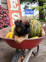 Sadie, a female Brussels Griffon for sale in Badger, IA – 3 of 3