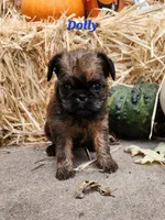 Dolly, a female Brussels Griffon for sale in Badger, IA – 3 of 3