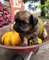 Dolly, a female Brussels Griffon for sale in Badger, IA – 2 of 3
