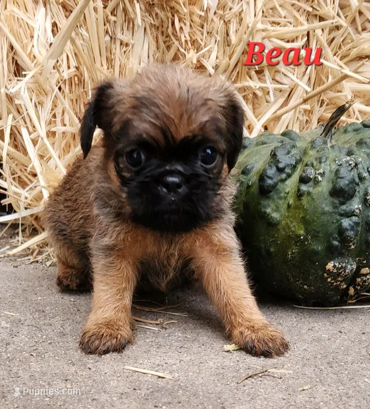 Beau – Brussels Griffon puppy for sale in Badger, IA