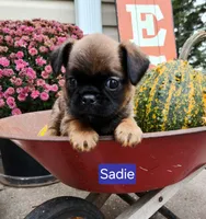 Sadie, a female Brussels Griffon for sale in Badger, IA – 1 of 3