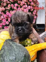 Hank, a male Brussels Griffon for sale in Badger, IA – 2 of 3