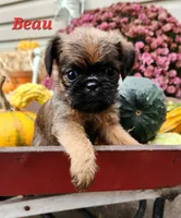 Beau, a male Brussels Griffon for sale in Badger, IA – 2 of 3