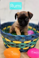 Rumi, a female Brussels Griffon for sale in Badger, IA – Photo 3 of 3