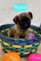 Rumi, a female Brussels Griffon for sale in Badger, IA – Photo 1 of 3