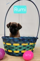 Rumi, a female Brussels Griffon for sale in Badger, IA – Photo 2 of 3