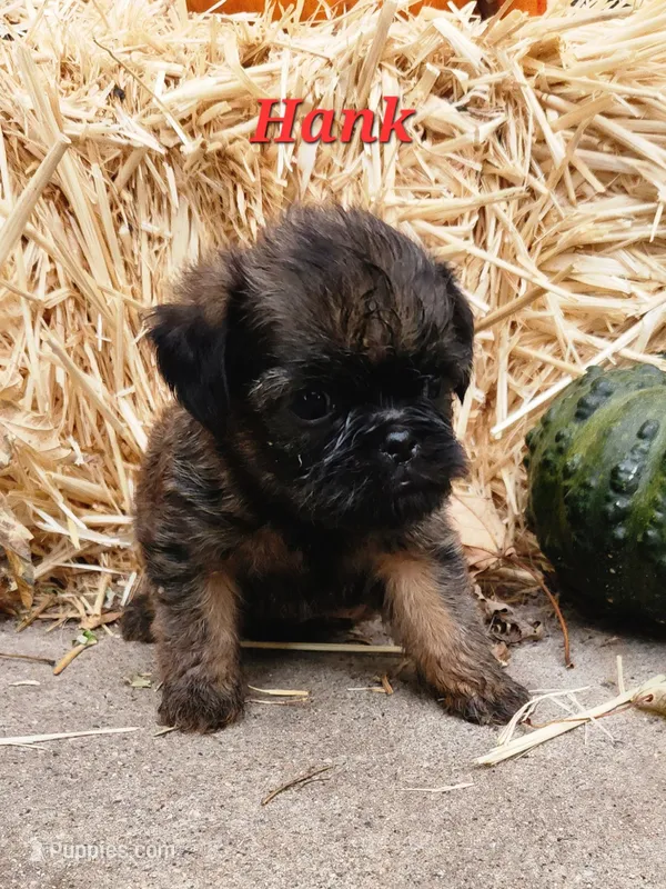 Hank – Brussels Griffon puppy for sale in Badger, IA
