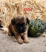 Otis, a male Brussels Griffon for sale in Badger, IA – 2 of 3