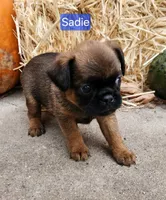 Sadie, a female Brussels Griffon for sale in Badger, IA – 2 of 3
