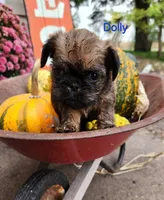 Dolly, a female Brussels Griffon for sale in Badger, IA – 1 of 3